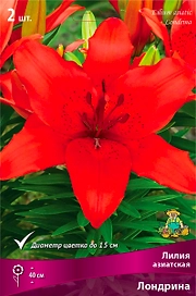 Луковица Лилии ПОИСК Лондрина