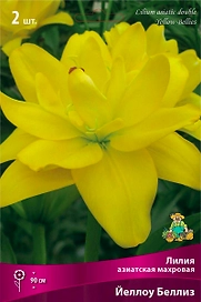 Луковицы лилий ПОИСК Йеллоу Беллиз 1 шт