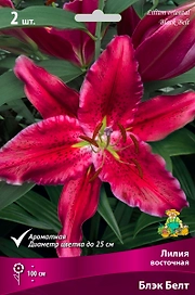 Луковицы лилий ПОИСК Блэк Белт 1 шт