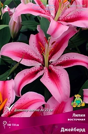 Луковица Лилии ПОИСК Джейберд