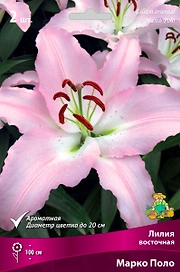 Луковицы лилий ПОИСК Марко Поло 1 шт