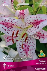 Луковица Лилии ПОИСК Солюшн