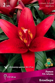 Луковица Лилии ПОИСК Блэкберн