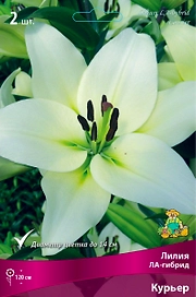 Луковица Лилии ПОИСК Курьер