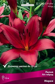 Луковица Лилии ПОИСК Мираж