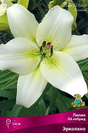 Луковица Лилии ПОИСК Эрколано
