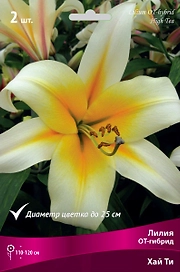 Луковица Лилии ПОИСК Хай Ти