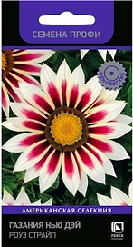 Семена Газании ПОИСК Нью Дэй Роуз Страйп 10 шт