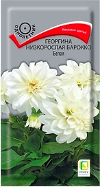 Семена Георгины ПОИСК Барокко белая 1 г