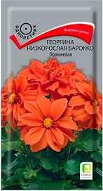 Семена Георгины ПОИСК Барокко оранжевая 1 г