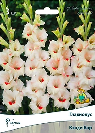 Луковицы Гладиолуса ПОИСК Кэнди Бар 3 шт