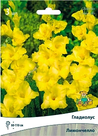 Луковицы Гладиолуса ПОИСК Лимончелло 3 шт