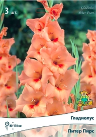 Луковицы Гладиолуса ПОИСК Питер Пирс 3 шт