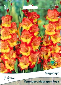 Луковицы гладиолус ПОИСК Принцесс Маргарет Роуз 3 шт