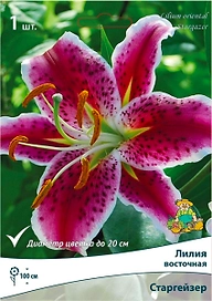 Луковица лилии ПОИСК Старгейзер