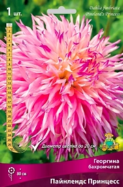 Семена Георгина многолетняя пайнлендс принцесс 1 шт