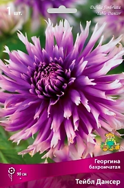 Семена Георгина многолетняя тейбл дансер 1 шт