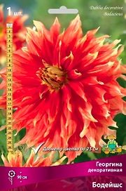 Семена Георгина многолетняя декоративная Бодейшс 1 шт