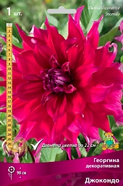 Семена Георгина многолетняя декоративная Джокондо 1 шт