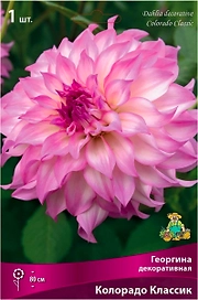 Клубень Георгины ПОИСК Колорадо Классик