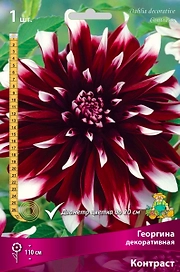Семена Георгина многолетняя декоративная Контраст 1 шт