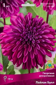 Семена Георгина многолетняя лайлак булл 1 шт