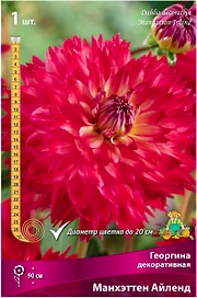 Клубень Георгины ПОИСК Манхеттен Айленд