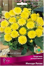 Клубень георгины ПОИСК Мелоди Латин 1 шт