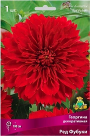 Клубень Георгины декоративной ПОИСК Ред Фубуки
