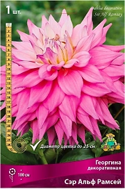 Клубни георгины декоративной ПОИСК Сэр Альф Рамсей 1 шт