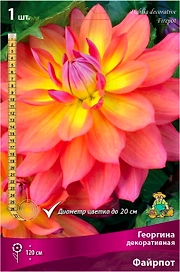 Клубни георгины декоративной ПОИСК Файрпот 1 шт