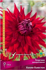 Клубень Георгины ПОИСК Холли Хьюстон