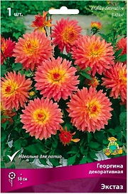 Клубень Георгины декоративной ПОИСК Экстаз