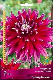 Клубень Георгины полукактусовой ПОИСК Гранд Финаль