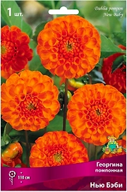 Луковица Георгины помпонной ПОИСК Нью Бэби