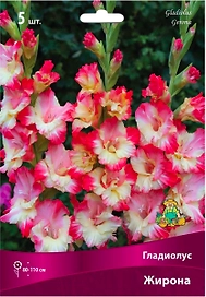 Луковицы Гладиолуса крупноцветкового ПОИСК Жирона 5 шт