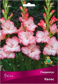 Луковицы Гладиолуса крупноцветкового ПОИСК Калос 5 шт