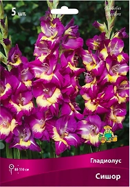 Луковицы гладиолуса крупноцветкового ПОИСК Сишор 5 шт