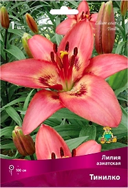 Луковица Лилии азиатской ПОИСК Тинилко