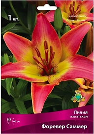 Луковица Лилии азиатской ПОИСК Форевер Саммер