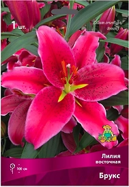 Луковица Лилии ПОИСК Брукс