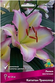 Луковица Лилии ПОИСК Капитан Триколор