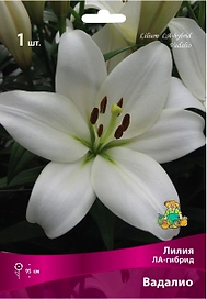 Луковица Лилии ЛА-гибрид ПОИСК Вадалио