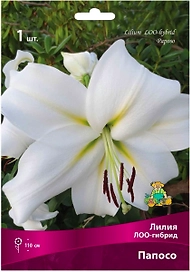 Луковица Лилии ЛОО-гибрид ПОИСК Папосо