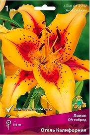 Луковица Лилии ОА-гибрид ПОИСК Отель Калифорния