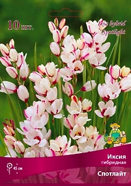 Луковицы иксия гибридная спотлайт 10 шт