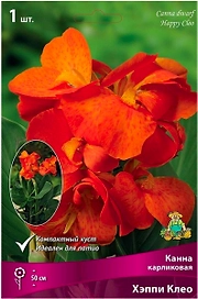 Луковица Канны ПОИСК Хэппи Клео