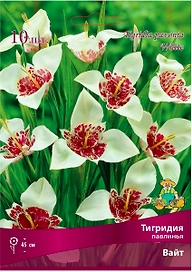 Луковицы тигридия ПОИСК Вайт 10 шт