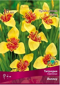 Луковицы тигридии ПОИСК Йеллоу 10 шт