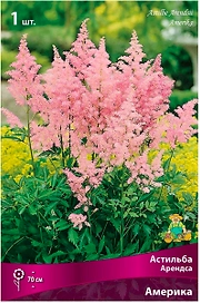 Луковица Астильбы ПОИСК Арендса Америка